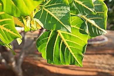 《糖豆人》x“胖吉猫”联动预告公开 皮肤可将限时获取