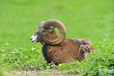 《东方弹幕神乐：迷失幻想曲》9月5日登陆Switch